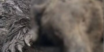 В Красноярском крае медведи дважды напали на людей. Один человек погиб