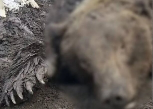 В Красноярском крае медведи дважды напали на людей. Один человек погиб