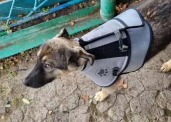 В Иркутской области ветеринары спасли пострадавшую от медведя собаку