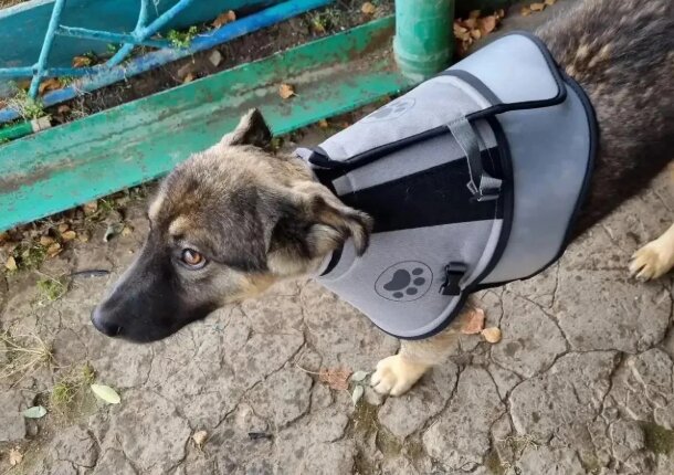 В Иркутской области ветеринары спасли пострадавшую от медведя собаку