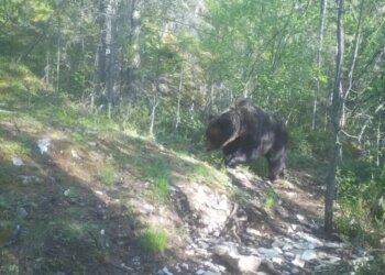 В нацпарке «Ленские столбы» в Якутии примут меры по контролю популяции медведей
