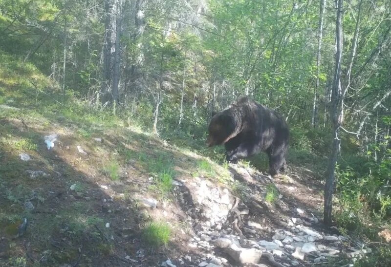 В нацпарке «Ленские столбы» в Якутии примут меры по контролю популяции медведей