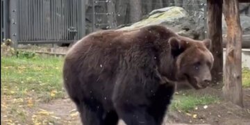 В Туве трёх отшельников эвакуировали из-за угрозы нападения медведей