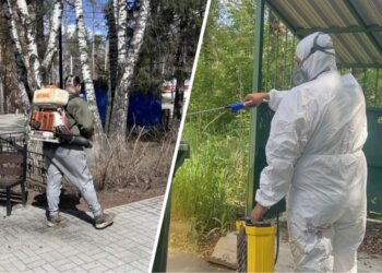 Новосибирские дезинсекторы требуют погашения долгов по зарплате