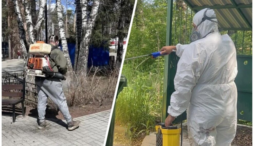 Новосибирские дезинсекторы требуют погашения долгов по зарплате