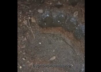 За четыре дня в Бурятии убили 28 медведей