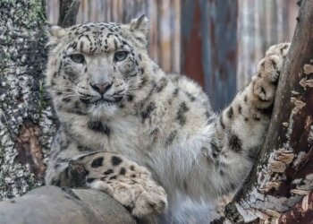 Новосибирский зоопарк рассказал о самой загадочной кошке планеты