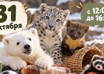 Новосибирский зоопарк призвал горожан поделиться с животными пледами и корзинками