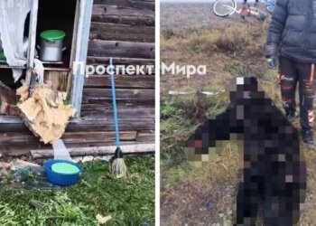Медведь пытался проникнуть в частный дом в Красноярском крае