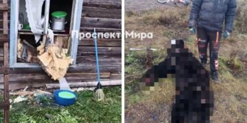 Медведь пытался проникнуть в частный дом в Красноярском крае