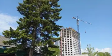 Власти Новосибирска утвердили проект КРТ у «Соснового бора»