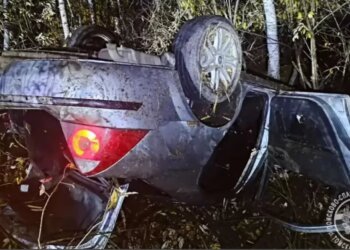 В Томской области в ДТП с участием медведя пострадали люди