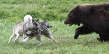 Томские охотники подали 22 заявки на выплаты за медведей за неделю